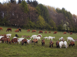 Synchron-Grasen der Ziegen und Rinder auf den Martinshof-Weiden.